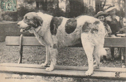 GU Nw - CHIEN DES PYRENEES  - PATOU   - 2 SCANS - Hunde