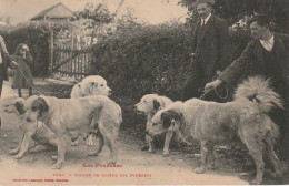 GU Nw - LES PYRENEES - GROUPE DE  CHIENS  DES PYRENEES  - PATOUS   - 2 SCANS - Hunde