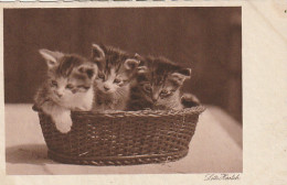 FI 9- TRIO DE CHATONS DANS PANIERE - KATZEN - AUS DER MAPPE : LOTTE HERRLICH - 2 SCANS - Chats