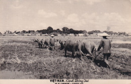 DE Nw27- VIETNAM - VIE DE CAMPAGNE - ATTELAGES BOEUFS , BUFFLES - PAYSANS AUX CHAMPS - Vietnam