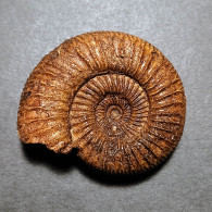 #DACTYLIOCERAS GRACILE Ammonite, Jura (Jacuzia, Russland) - Fossili