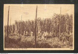 ANGLETERRE - KENT - HOP PICKING - Pickers At The Bins  - Other & Unclassified