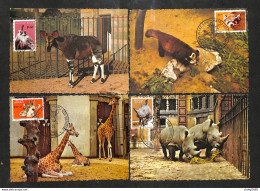 BELGIQUE - BELGIE - 4 Cartes MAXIMUM 1961 - OKAPI - PANDA - GIRAFE - RHINOCÉROS - 1961-1970