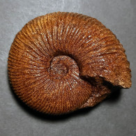 #PRAETOLLIA MAYNCI Ammonite, Jura (Sibirien, Russland) - Fossili