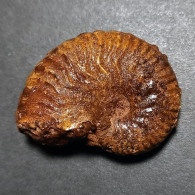 #QUENSTEDTICERAS PRAELAMBERTI Ammonite, Jurassique (Russie) - Fossilien