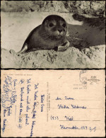 Ansichtskarte Wyk (Föhr) INSEL FÖHR Seehund Am Strand 1960 - Autres & Non Classés