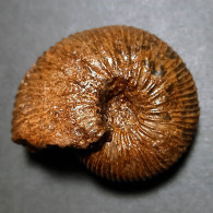 #SURITES SCHULGINAE Ammonite, Jura (Sibirien, Russland) - Fossils