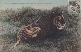 GU Nw- TONKIN - TIGRE SURPRIS A L'AFFUT AUX ENVIRONS DE HUNG HOA - OBLITERATION 1911 - Viêt-Nam
