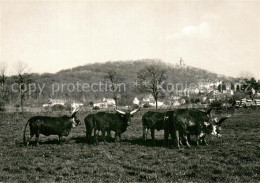 73778666 Kronberg  Cronberg Taunus Watussi Rinder Georg Von Opel Freigehege Fuer - Andere & Zonder Classificatie