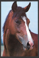 Animaux > Cheval -Baldna Arabe - Par Photo Decor - Pferde