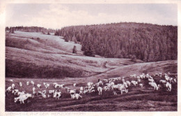 Brandebourg - Bernau - Viehweide Auf Dem  HERZOGENHORN - Bernau