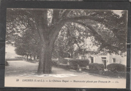 37 - LOCHES - Le Château Royal - Marronnier Planté Par François 1er (arbre Remarquable) - Loches