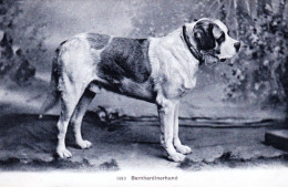 Chien Du Saint Bernard - Bernhardiner Hunde - Hunde