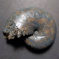 #CALLIPHYLLOCERAS NIZINANUM Fossile, Ammonite, Kreide (Vereinigte Staaten, USA) - Fossielen