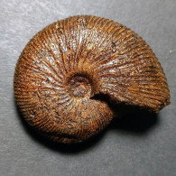 #EPIMAYAITES FALCOIDES Fossile Ammoniten Jura (Indien) - Fossiles
