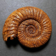 #GRAEFENBERGITES ARANCENSIS Fossile Ammoniten Jura (Frankreich) - Fossils