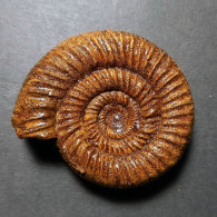 #MICROBIPLICES PROWITTEANUS Fossile Ammoniten Jura (Frankreich) - Fossielen