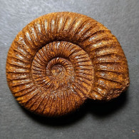 #PERISPHINCTES BIFURCATUS Fossile Ammoniten Jura (Frankreich) - Fossili