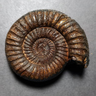 #PERISPHINCTES INDOGERMANUS Fossile Ammoniten Jura (Indien) - Fossils