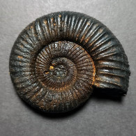#PERISPHINCTES MAHABOBOKENSIS Fossile Ammoniten Jura (Indien) - Fossili