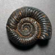 #PERISPHINCTES SUBEVOLUTUS Fossile Ammoniten Jura (Indien) - Fósiles