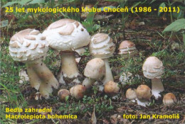 Macrolepiota Rachodes Var. Bohemica, Mushrooms, MK Choceň, Czech Rep., 90 X 60 Mm, 2012 - Petit Format : 2001-...