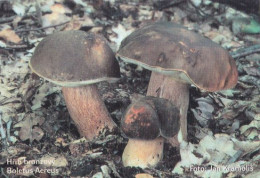 Boletus Aereus. Mushrooms, MK Choceň, Czech Rep., 90 X 60 Mm, 2007 - Tamaño Pequeño : 2001-...