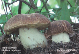 Boletus Depilatus, Mushrooms, MK Choceň, Czech Rep., 90 X 60 Mm, 2013 - Petit Format : 2001-...