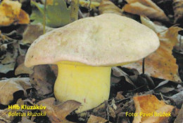 Boletus Kluzakii, Mushrooms, MK Choceň, Czech Rep., 90 X 60 Mm, 2014 - Small : 2001-...
