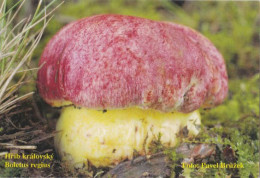 Boletus Regius, Mushrooms, MK Choceň, Czech Rep., 90 X 60 Mm, 2013 - Tamaño Pequeño : 2001-...