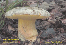 Butyriboletus Fechtneri, Mushrooms, MK Choceň, Czech Rep., 90 X 60 Mm, 2015 - Formato Piccolo : 2001-...