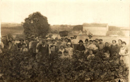 CARTE PHOTO VENDANGE A IDENTIFIER - Fotografie