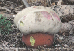 Boletus Rubrosanguineus, Mushrooms, MK Choceň, Czech Rep., 90 X 60 Mm, 2009 - Petit Format : 2001-...