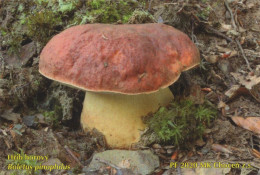 Boletu Pinophilus, Mushrooms, MK Choceň, Czech Rep., 90 X 60 Mm, 2020 - Tamaño Pequeño : 2001-...