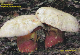 Boletus Rhodoxanthus, Mushrooms, MK Choceň, Czech Rep., 90 X 60 Mm, 2017 - Klein Formaat: 2001-...