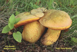 Boletus Luridis, Mushrooms, MK Choceň, Czech Rep., 90 X 60 Mm, 2018 - Tamaño Pequeño : 2001-...