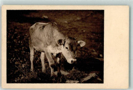39419805 - Kalb - Cows