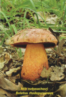 Boletus Rhodopurpureus, Mushrooms, MK Choceň, Czech Rep., 60 X 90 Mm,  2018 - Tamaño Pequeño : 2001-...