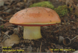 Boletus Lupinus, Mushrooms, MK Choceň, Czech Rep., 90 X 60 Mm,  2021 - Petit Format : 2001-...