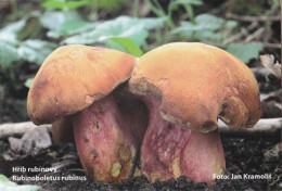 Rubinoboletus Rubinus, Mushrooms, MK Choceň, Czech Rep., 90 X 60 Mm, 2013 - Petit Format : 2001-...