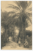 Postal Stationery Belgian Congo 1923 Palm Tree - Alberi