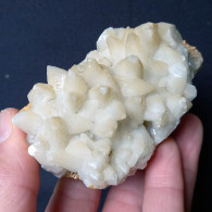 #B45 Schöne CALCIT  „Hundezahn“ Kristalle (San Giovanni Mine, Bindua, Iglesias, Sardinien, Italien) - Minerales