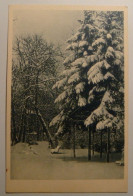 Lwow.Lviv.W Nocy.Studnia Z Neptunem.Good Slogan,1937.City Park In Winter,photo L.Januszewicz,#6.Poland.Ukraine - Ukraine