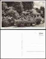 Ansichtskarte Horn-Bad Meinberg Teutoburger Wald. Palmengarten 1953 - Other & Unclassified