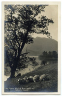 RYDAL WATER - EARLY MORNING (FLOCK OF SHEEP) (ABRAHAMS SERIES) - Sonstige & Ohne Zuordnung