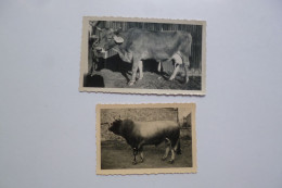 Photographie Taureau Et Vache  -  Espezel  -  Aude  - - Allevamenti