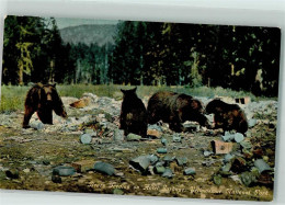 39172005 - Yellostone National Park , Bears Feeding On Hotel Garbage. - Beren