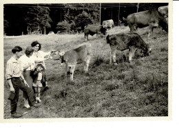 Ref 1 - Photo + Négatif  : Personnes Et Des Vaches Aux Environs De Brégenz - Autriche  . - Europe