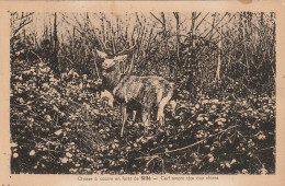 IN 15 - (72)  CHASSE A COURRE EN FORET DE SILLE - CERF TENANT TETE AUX CHIENS  - 2 SCANS  - Sille Le Guillaume