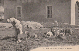 IN 19 -(73) LES CHIENS AU GRAND SAINT BERNARD - PORTEE DE CHIOTS - 2 SCANS - Dogs